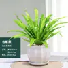 Helecho Nido de Pájaro Helecho en Maceta Planta de Interior Verde Plantas Florales Sala de Estar Oficina Escritorio Planta Novedosa Perenne Todo el Año