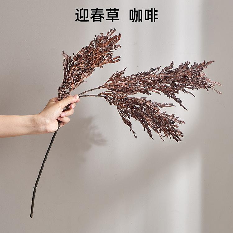 迎春草 咖啡