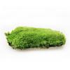 Micro-Paisagismo Flor Musgo Planta Musgo Natural Musgo de Cabelo Branco Pequeno Musgo 13*10cm Musgo Vivo