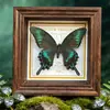 Marco de Fotos con Foto de Mariposa Real Pintura Decorativa Estilo Europeo Marco de Fotos Vintage Decoración de Mesa Adorno para Muebles Regalo de Cumpleaños Presente