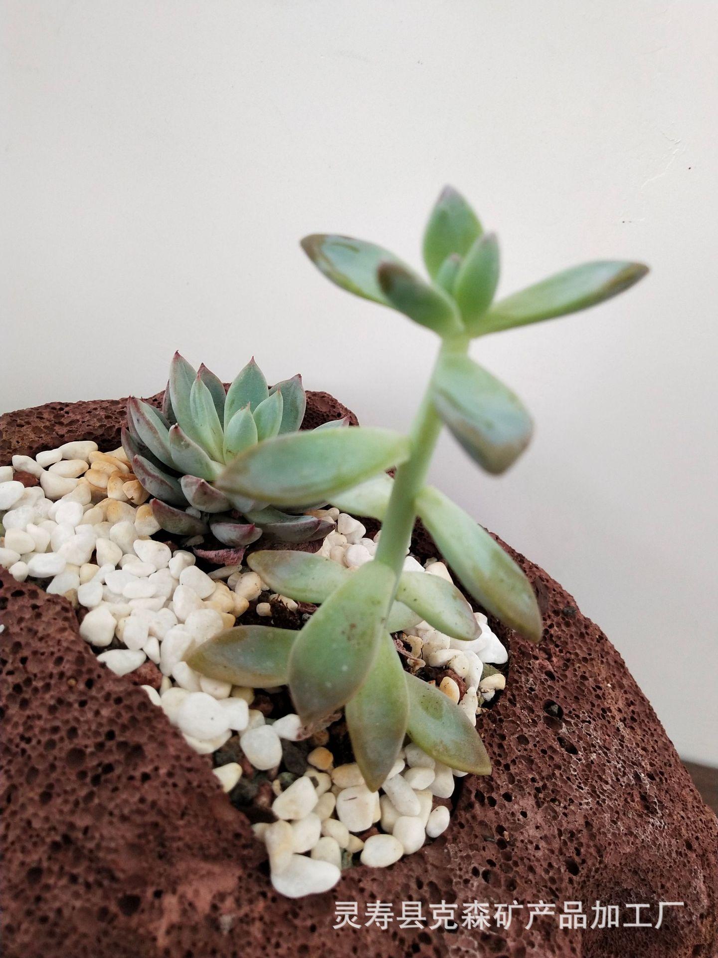 火山石多肉 (23)