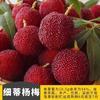 Dropshipping Plántulas de Bayberry Xianju Auténticas Injertadas Dongkui Yang Plántulas de Ciruela Carbón Negro En Maceta Plántulas de Fruta Extra Grande del Sur