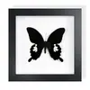 Mariposa Cola de Golondrina Banda Verde Espécimen de Mariposa Real Producto Terminado Decoración de Regalo Arte de Pared Pintura Decorativa Regalo de Cumpleaños para Niñas Amigas