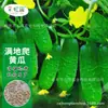 Shandong Shouguang enciclopedia de semillas de hortalizas mayorista fuente de semillas de melón y frutas fabricantes soporte para las cuatro estaciones primavera y verano envío directo