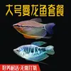 Pez Manlong, Alevines de Agua Dulce, Peces Ornamentales, Fáciles de Criar, Resistentes, Peces Pequeños Que No Necesitan Oxígeno, Pez Lili Pequeño y Colorido, Peces Vivos para Principiantes