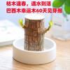 Dropshipping Madera Brasileña Groot Cultura del Agua Madera de la Suerte con Brotes Florescencia Florales Plantas Verdes de Escritorio para Interiores Oficina
