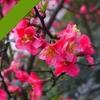 [Planta de Begonia en Maceta] Flor de Begonia Resistente al Frío en Maceta Patio Balcón Flores y Plantas Verdes de Interior y Exterior Florecen Continuamente en Todas las Estaciones
