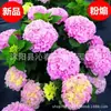 Hortensia de verano sin fin Plantas en maceta que florecen en todas las estaciones Plantas florales y verdes Resistente al frío Balcón de interior Patio Pila antigua Florales