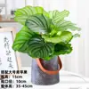 Plantas hidropônicas fáceis de cultivar em ambientes internos Calathea Maçã Verde planta verde planta em vaso adequada para todas as estações sala de estar escritório mesa folhas grandes tolerante à sombra