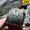 Sistemas Radiculares de Cactos Fáceis de Cultivar, Cacto Colunar de Pelos Curtos, Coleção de Cactos Fáceis de Cuidar para Iniciantes