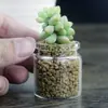 Botella de Vidrio Pequeña de Almacenamiento de Corcho de Buen Aspecto, Botella Pequeña de Buen Aspecto Conteniendo Conchas Marinas, Botella de Colección de Plumas de Loro