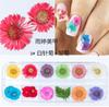 Nuevo Set Estilo Japonés En Caja 12 Colores Estrella Girasol Margarita Pequeña 12 Colores Decoración de Flores Secas 24 Flores Secas para Uñas