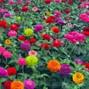 180 Variedades de Sementes de Flores Não Repetitivas, Fáceis de Cultivar em Todas as Estações, Podem Afastar Mosquitos, Adequadas para Varandas Internas e Externas, Distribuição Transfronteiriça