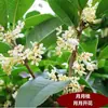 Mudas de Osmanthus em Vasos Osmanthus Dourado Florais Fortemente Perfumados Plantio em Vasos, Interior e Exterior, Pátio, Varanda, Solo Plantas Verdes que Florescem à Noite
