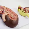 Suministro de Riñón y Unidades de Riñón Modelo Ampliado de Bola Renal Modelo de Riñón Modelo de Anatomía del Riñón Humano