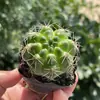 La planta de cactus en maceta 'Feihua Yu' florece fácilmente, es fácil de cuidar, purifica el aire y es adecuada para la decoración de oficinas y mesas.