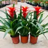 Plántulas de palma roja de la suerte en macetas grandes, adecuadas para exhibición en la sala de estar, flores y plantas hidropónicas cultivadas en casa, fáciles de cuidar en interiores y prosperan en todas las estaciones.