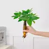 Plantas hidropônicas, plantas verdes em vasos, jiboia, árvore da fortuna, gardênia, flores de interior, pequenas plantas verdes, fáceis de manter o ano todo