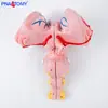 Sección Sagital del Tronco Encefálico Humano Modelo de Ampliación del Tronco Encefálico Ciencia Cerebral Psiquiatría Demostración de Enseñanza Médica Materiales Didácticos