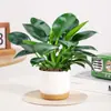 Plantas Verdes en Maceta de Diamante Dorado, Cesta de Potos de Diamante Platino, Plantas Hidropónicas, Flores, Suculentas, Flores Fáciles de Cultivar para Personas Perezosas en la Oficina