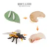 Juguete modelo de animal pequeño simulación ciclo de vida crecimiento rana tortuga pollo Montessori material didáctico preescolar venta al por mayor
