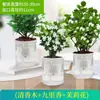 Planta en maceta de plántula de jazmín con capullos, Fragante tocón viejo de nueve millas, Planta de flor repelente de mosquitos, Fuerte fragancia de interior, Florece en todas las estaciones, Fácil de cuidar