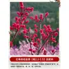 Mudas de Árvore de Ameixeira Vermelha Original em Vaso, Flores de Bonsai de Tronco Antigo, Ameixeiras Resistentes de Inverno para Todas as Estações, Plantas Verdes para Varanda e Jardim com Fragrância Forte