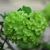 Jardim da Heidi Hortênsia Pipoca Thor Mãe do Mar Flores Plantas Vasos Mudas Balcão Pátio