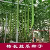 Semillas de Lufa Especiales, Semillas de Lufa de Pulpa Angular, Semillas Originales de Verduras de Cuatro Estaciones, Semillas Completas de Verduras, Mayoreo