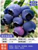 Dropshipping de plántulas de arándanos, plántulas de arándanos, plántulas de frutos grandes en macetas, plántulas de plantación norte y sur, verde ojo de conejo.