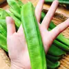 Sementes de Feijão Vagem Vermelho da Indústria de Sementes Nongyan - Sementes de Feijão de Vagem Larga e Polpa Grossa para Plantio em Terras Agrícolas e Hortas
