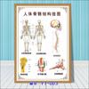 Diagrama esquemático del sistema musculoesquelético humano. Póster médico. Diagrama de la estructura del corazón. Póster hospitalario.