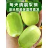 Pepinos Frescos, Pepinos Jade, Pepinos Fruta, Pepinos Pequenos, Pepinos Polegar, Pepinos Crus, Pepinos Verdes, Vegetais Jade Branco do Nordeste, China