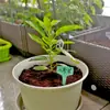 Etiqueta de tarjeta para insertar en jardinería escritura infantil etiqueta de nombre de planta etiqueta pequeña etiqueta de nombre de flor etiqueta de cuerda colgante para suculentas