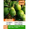Plántulas de Limonero con Frutos en Maceta, Adecuadas para Uso en Interiores y Exteriores, Sin Semillas, Plántulas de Limón de Cuatro Estaciones, Plántulas de Limonero con Frutos Comestibles