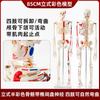 Maniquí de Esqueleto Humano Adulto de Cuerpo Completo de 170 cm Modelo de Esqueleto Humano de 85 cm Modelo de Columna Vertebral para Enseñanza de Esqueleto