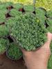 Sedum Chino Premium Hierba Buda Dorada Hierba Nieve Delgada Hierba Buda Hoja Dorada Maceta Planta Cubresuelos Flor Resistente al Frío Hierba Espejo