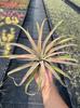 Piña de Aire Planta sin Tierra para Personas Mayores, Hierba de Aire Piña Planta Verde Creativa de Cuatro Estaciones Perenne Colgante de Interior