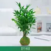 Plantas pequeñas en maceta bola de musgo, helecho esparrago, planta en maceta princesa verde, ciprés rojo, cocotero mini, helecho esparrago, pino, cálamo, plantas hidropónicas