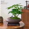 Suministrado directamente por el fabricante: Árbol del Dinero planta verde en maceta, árbol de la fortuna estilo Zen bonsái, fácil de mantener en el escritorio, planta verde de floración cuatrimestral