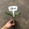 Plantas de Piedra Absorbente Plantas Verdes Piedra de Agua Acuaterrario Tanque de Selva Rocalla Paisajismo Musgo Helecho Micro-paisaje Plantas de Bonsái