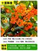 Mudas de Osmanthus em um pedaço, plantas verdes em vasos, árvores de pátio, flores ao ar livre, Osmanthus de quatro estações, Osmanthus dourado, pilhas velhas