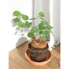 Plantas Suculentas para Paisajismo, Plantas Verdes Redondas de Hoja para Maceta Tortuga de Montaña, Bonsái de Escritorio Hidropónico, Plantas Trepadoras para Patio