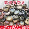 Maceta de Piedra, Piedra Natural, Planta de Juncia, Suculenta, Adorno de Bonsái Retro, Maceta de Cerámica No Hidropónica, Acuario