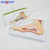 Modelo de Anatomia da Estrutura da Seção Transversal Óssea Muscular da Articulação do Pé por Ressonância Magnética Humana Espécime de Ensino Médico Ortopédico da Dor