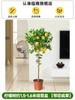 Dropshipping Árbol de Limón Frutal Todo el Año Maceta Envío Gratis Balcón Plántula con Yemas Frutales Planta de Patio Árbol Frutal
