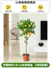 Árvore de limão Four Seasons Fruit em vaso com frete grátis, varanda com mudas de brotos de frutas, plantas de pátio, árvores frutíferas, plantas verdes para ambientes internos