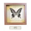 Quadro de Espécime de Borboleta Real Pintura Decorativa de Madeira DIY Moldura de Foto Vintage Decoração de Móveis de Mesa Presente de Aniversário