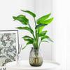 Plantas Hidropónicas Otoño e Invierno Strelitzia Reginae Sala de Estar Escritorio Alimentación Interior Ave del Paraíso Planta Verde Planta en Maceta Absorbe Formaldehído Florales