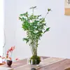 Planta Xu Huiji rosa con capullos, planta de bola de musgo hidropónico, flor de interior en maceta para sala de estar y escritorio de oficina, venta al por mayor